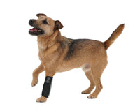 Pet Life ® 'Extreme-Neoprene' Joint Protective Safety Recovery and Reflective Pet Dog Sleeves - Set of 4 - BIG FRENCHIES