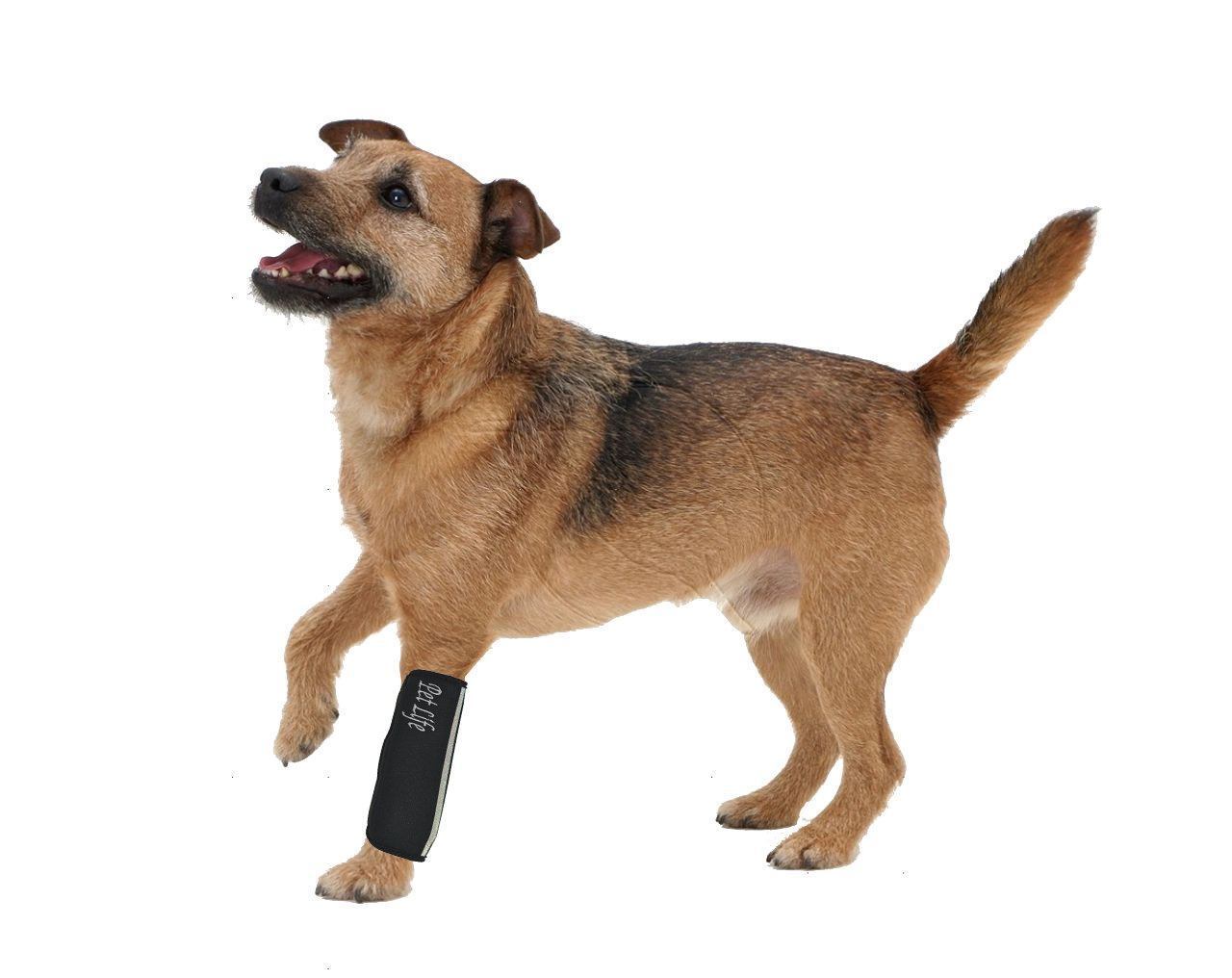 Pet Life ® 'Extreme-Neoprene' Joint Protective Safety Recovery and Reflective Pet Dog Sleeves - Set of 4 - BIG FRENCHIES