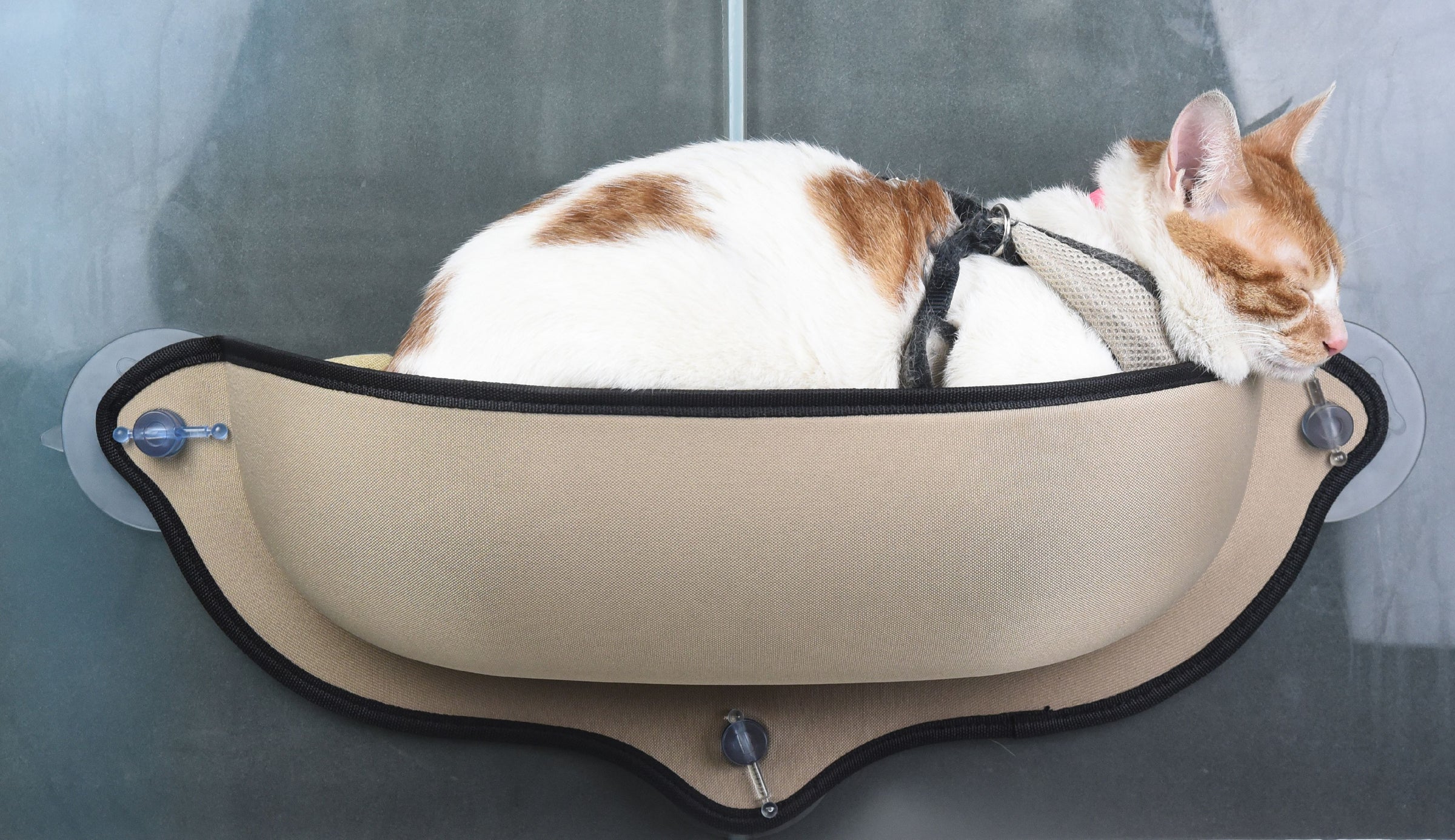 Pet Life ® 'Gravity-Lounge' Suction Cup Kitty Cat Lounger and Bed - BIG FRENCHIES