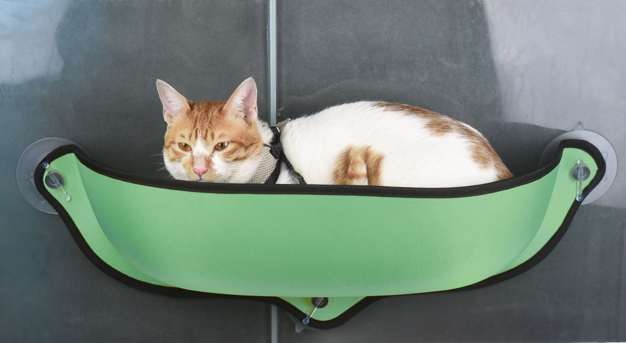 Pet Life ® 'Gravity-Lounge' Suction Cup Kitty Cat Lounger and Bed - BIG FRENCHIES