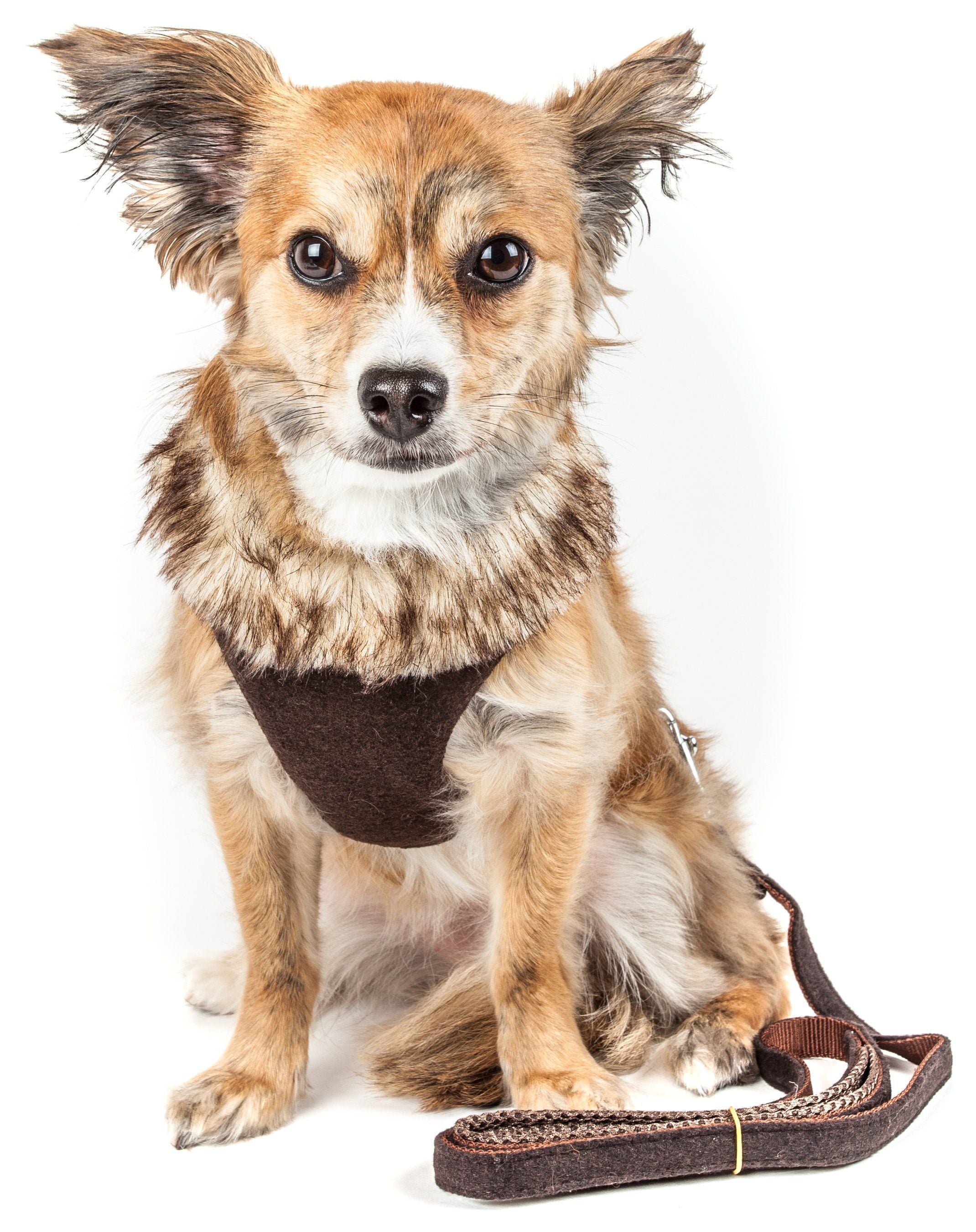 Pet Life ® Luxe 'Furracious' 2-In-1 Adjustable Dog Harness and Leash with Detachable Fur Collar - BIG FRENCHIES