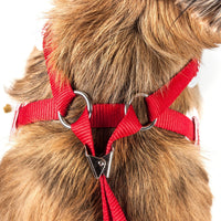 Pet Life ® Luxe 'Spawling' 2-In-1 Adjustable Fashion Dog Harness and Leash - BIG FRENCHIES