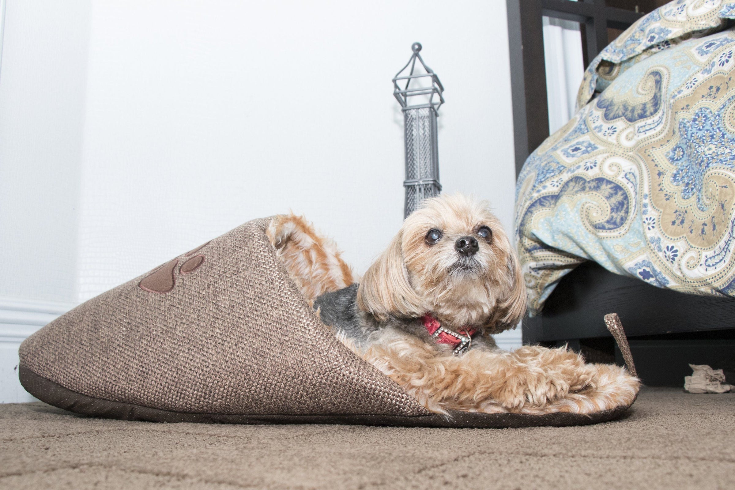 Pet Life ® 'Slip-On' Fashion Designer Polar Fleece Animated Slipper Pet Dog Bed House Shoes - BIG FRENCHIES
