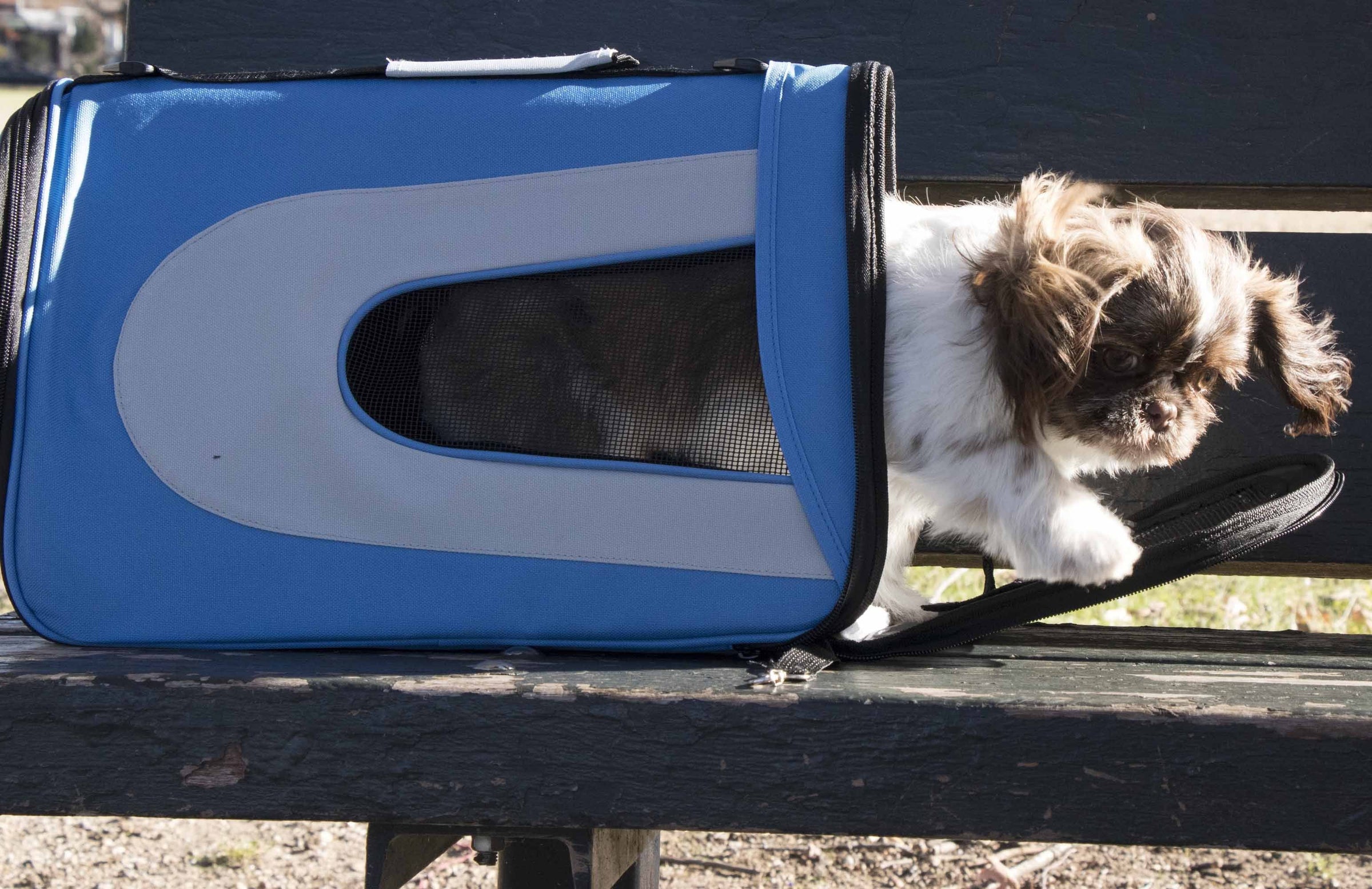 Pet Life ® Sporty Mesh Airline Approved Zippered Folding Collapsible Travel Pet Dog Carrier - BIG FRENCHIES