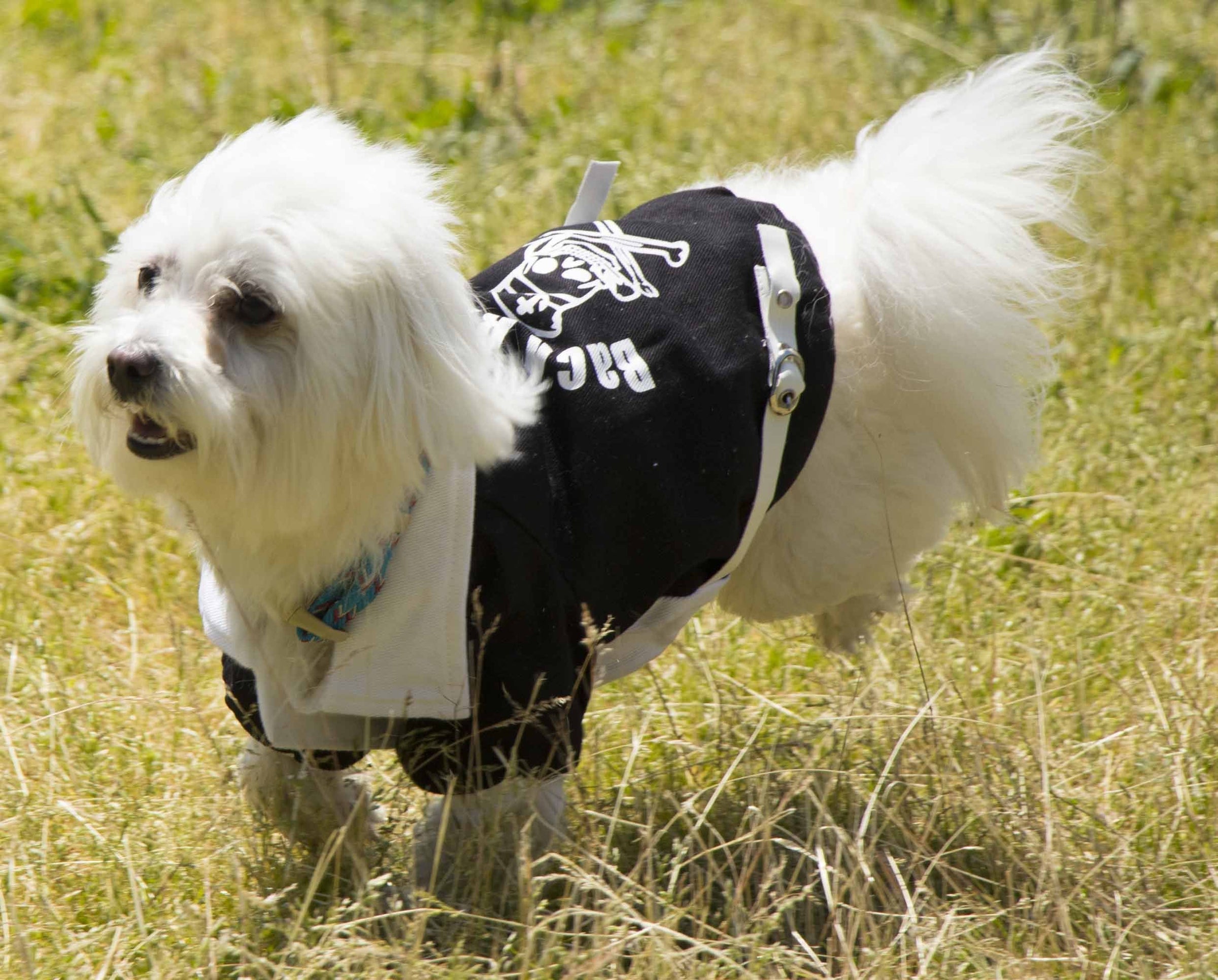 Pet Life ® 'Varsity-Barkcity' Buckled Collared Dog Coat Jacket - BIG FRENCHIES