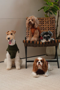 Pretzel Pet Sweater - Tofee Orange