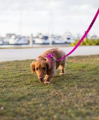Pink Dog Leash by EcoBark - Padded Comfort Grip Leash - 4ft, 5ft, and 6ft Leash for Teacup, Small, and Medium Dogs - BIG FRENCHIES
