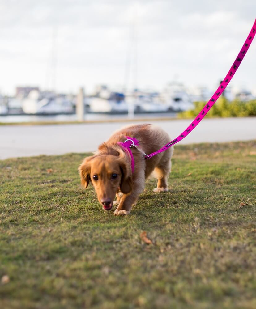 Pink Dog Leash by EcoBark - Padded Comfort Grip Leash - 4ft, 5ft, and 6ft Leash for Teacup, Small, and Medium Dogs - BIG FRENCHIES