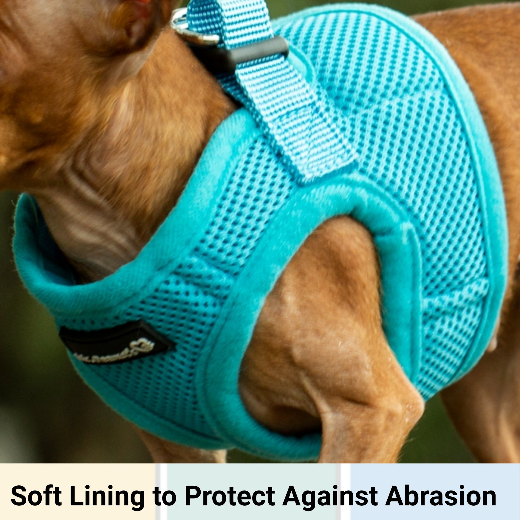 Mr. Peanut's PupTrek Soft Mesh Pet Harness with Matching Leash – Adjustable, Breathable, Choke-Free - BIG FRENCHIES