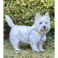 Plush Step In Harness Spring Plaid