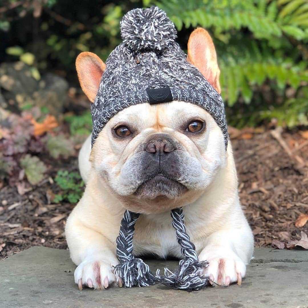 Autumn Winter Warm Knitted Pet Hats With Fluffy Ball - BIG FRENCHIES