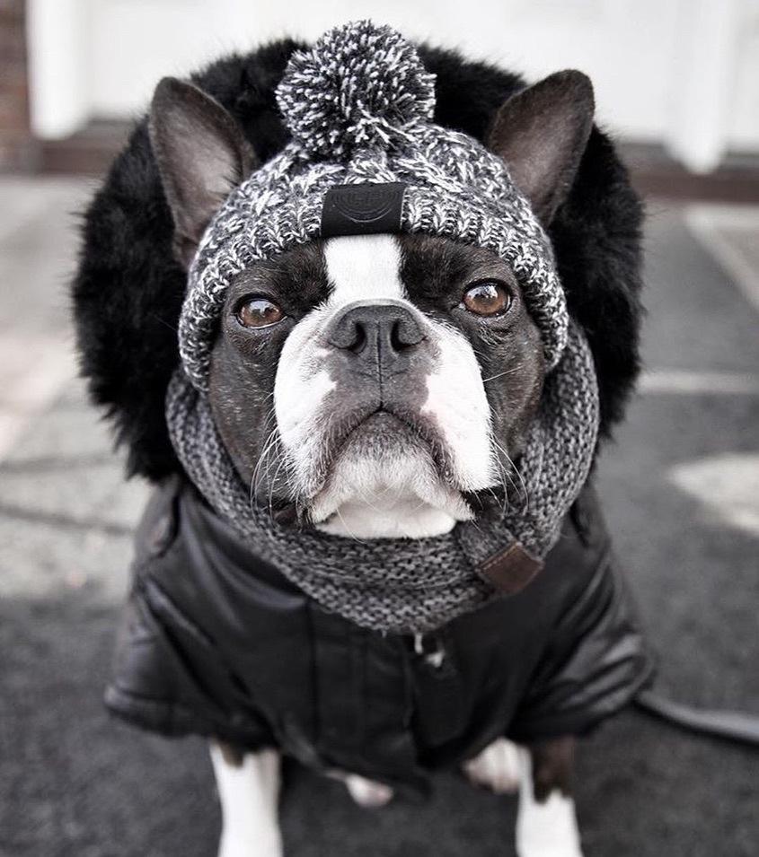 Autumn Winter Warm Knitted Pet Hats With Fluffy Ball - BIG FRENCHIES