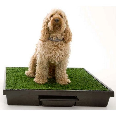 PetSafe Pet Loo Dog Potty Training System, Medium 24 x 24 in. - Synthetic Grass Potty for Small to Medium Dogs