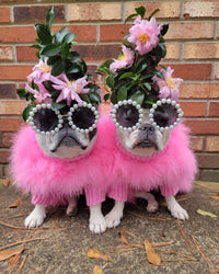 Haute Couture Feathered Luxury Pet Sweater - BIG FRENCHIES