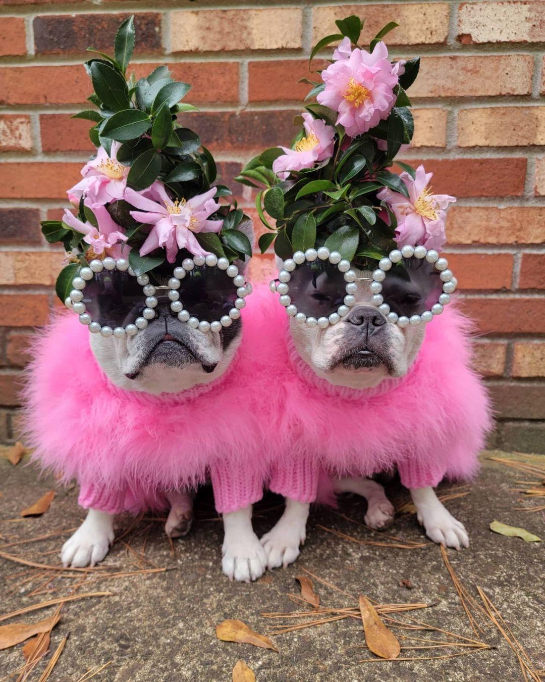 Haute Couture Feathered Luxury Pet Sweater - BIG FRENCHIES