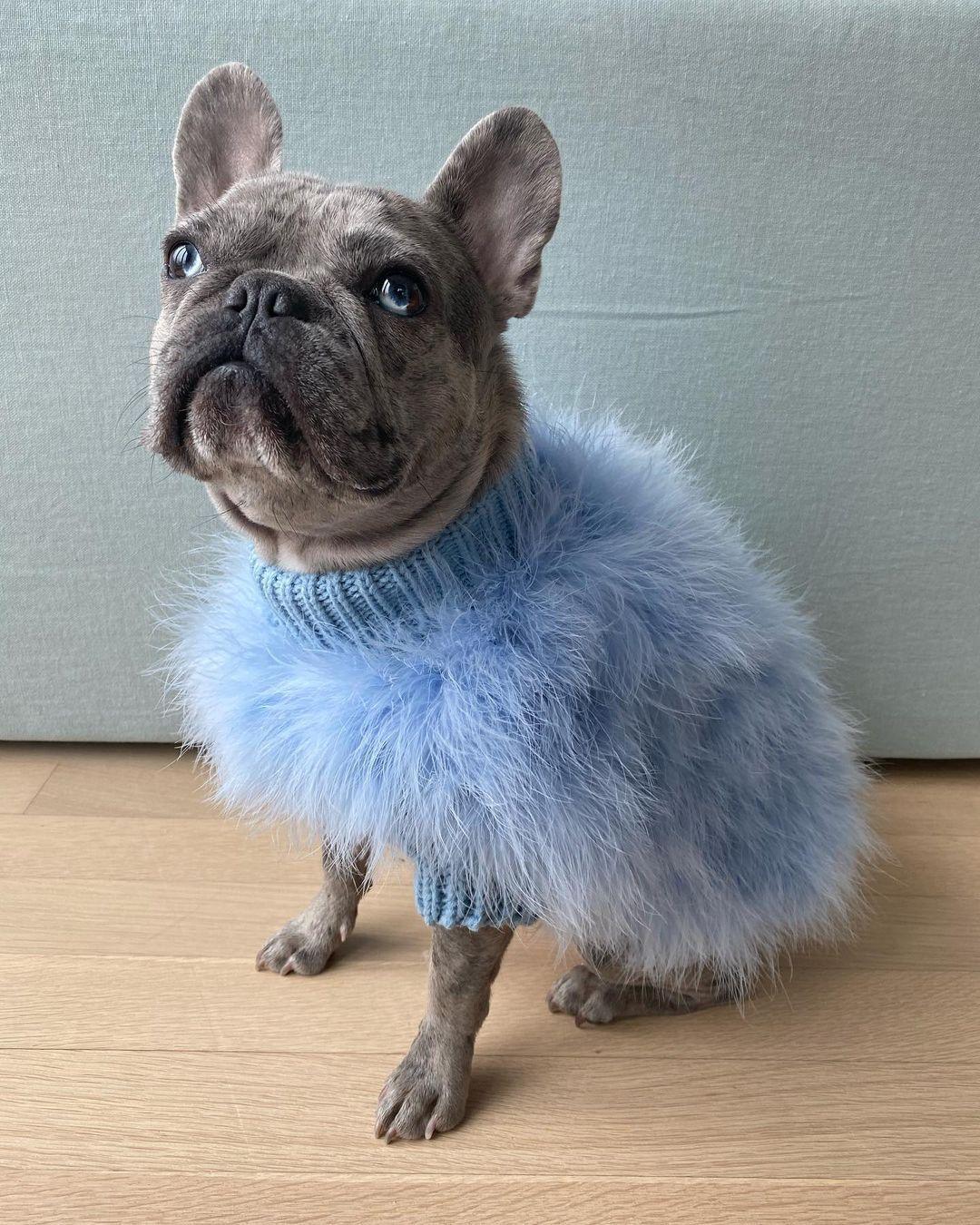 Haute Couture Feathered Luxury Pet Sweater - BIG FRENCHIES