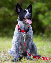 Jeffers Reflective Hound Series Adjustable Nylon Dog Collars