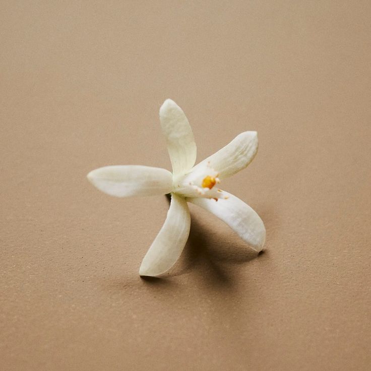 Flore: Jasmine + Neroli - Botanical Scent Balms - BIG FRENCHIES