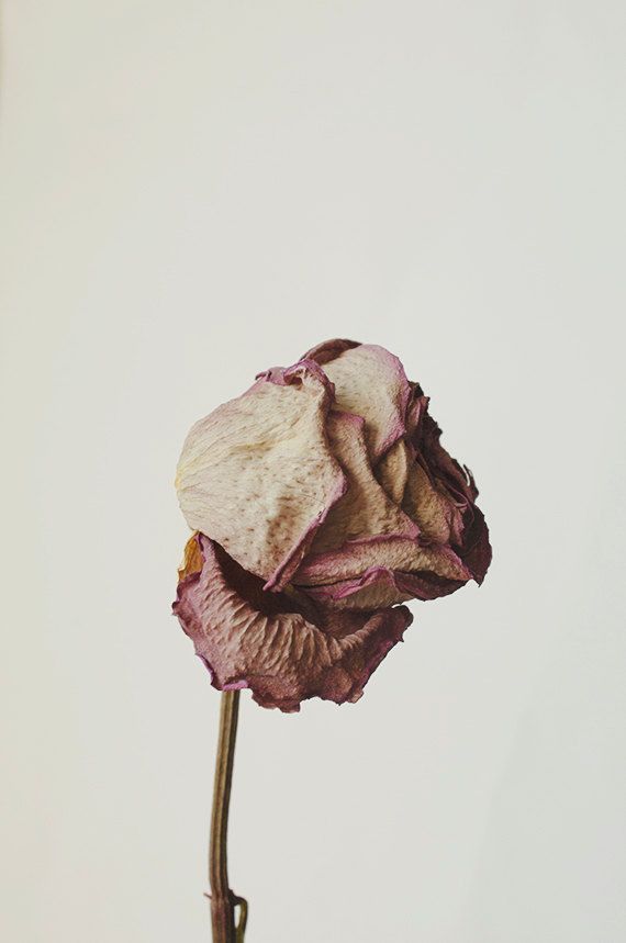 Roseth: Rose + Patchouli - Botanical Scent Balm - BIG FRENCHIES