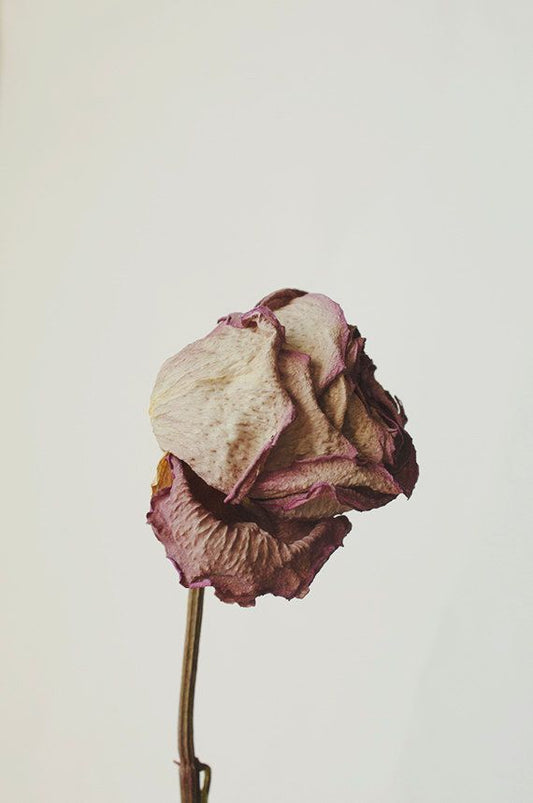 Roseth: Rose + Patchouli - Botanical Scent Balm - BIG FRENCHIES