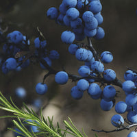 Ripe Juniper Organic Soap