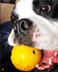 Industrial Dog Ball Rubber Chew Toy for Heavy Chewers | Yellow | USA Made | SodaPup - BIG FRENCHIES