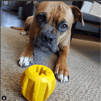 Gear eDispenser - Durable Rubber Yak Chew Holder & Treat Pocket | USA Made - BIG FRENCHIES