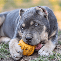 Gear eDispenser - Durable Rubber Yak Chew Holder & Treat Pocket | USA Made - BIG FRENCHIES