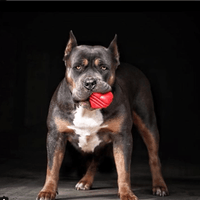 Heart on a String Dog Toy - Durable Rubber Tug Toy for Large Dogs | USA Made - BIG FRENCHIES