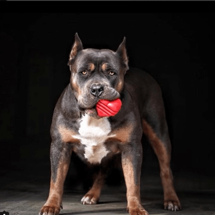 Heart on a String Dog Toy - Durable Rubber Tug Toy for Large Dogs | USA Made - BIG FRENCHIES