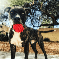 Heart on a String Dog Toy - Durable Rubber Tug Toy for Large Dogs | USA Made - BIG FRENCHIES