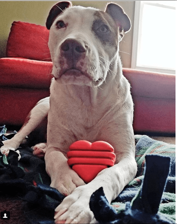 Heart on a String Dog Toy - Durable Rubber Tug Toy for Large Dogs | USA Made - BIG FRENCHIES