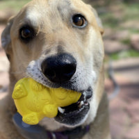 Honey Bear eDispenser - Durable Rubber Treat Dispenser for Dogs | USA Made - BIG FRENCHIES
