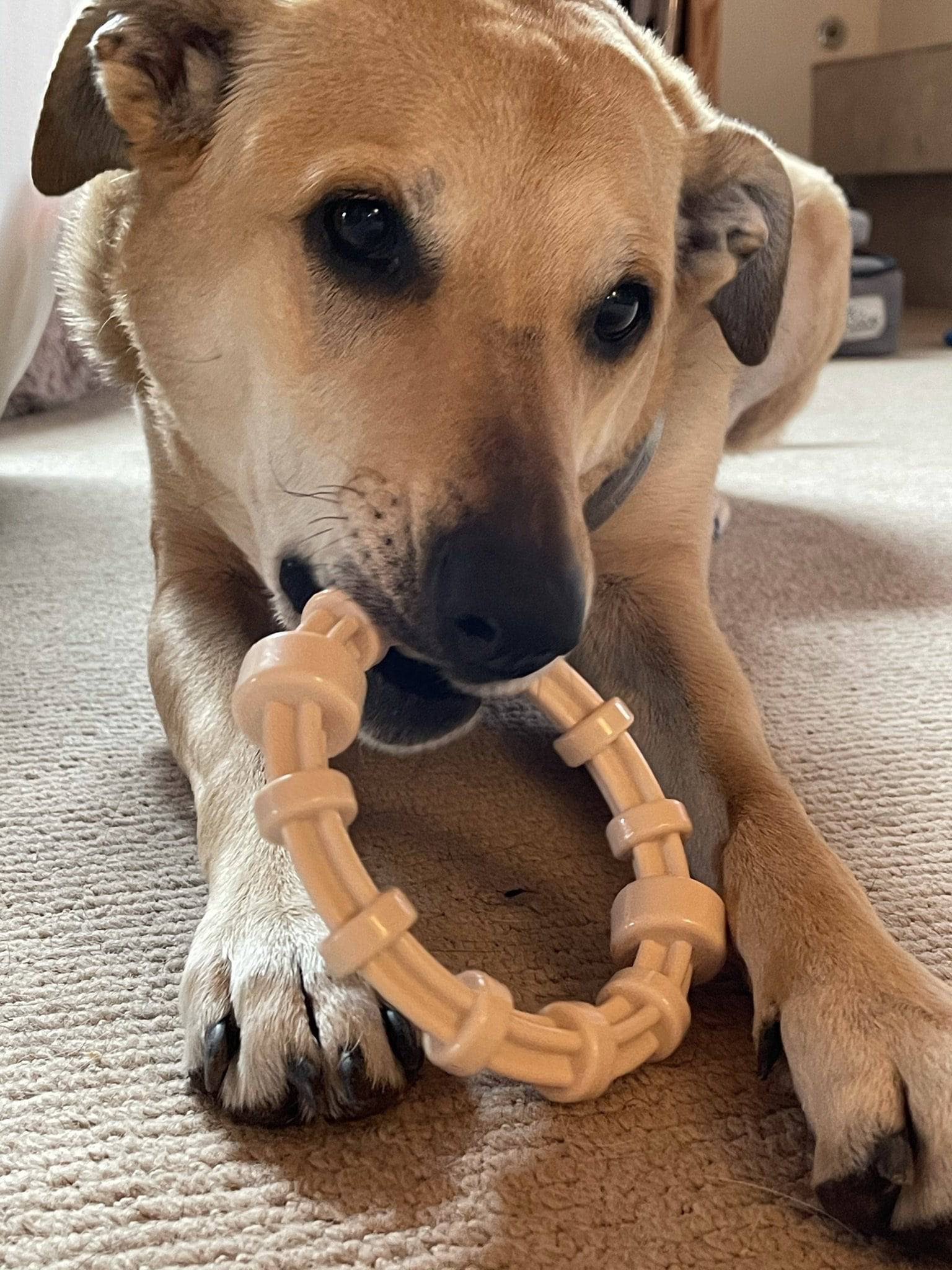 Chicken Flavored Teething Ring for Puppies & Aggressive Chewers | USA Made - BIG FRENCHIES