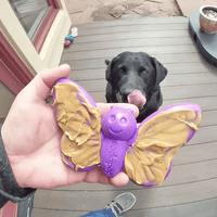 Butterfly Nylon Chew & Enrichment Toy | 2-in-1 for Aggressive Chewers | SodaPup - BIG FRENCHIES