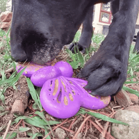 Butterfly Nylon Chew & Enrichment Toy | 2-in-1 for Aggressive Chewers | SodaPup - BIG FRENCHIES