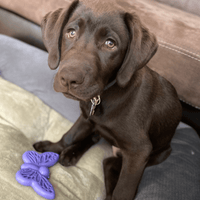 Butterfly Nylon Chew & Enrichment Toy | 2-in-1 for Aggressive Chewers | SodaPup - BIG FRENCHIES