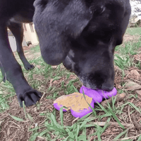 Butterfly Nylon Chew & Enrichment Toy | 2-in-1 for Aggressive Chewers | SodaPup - BIG FRENCHIES