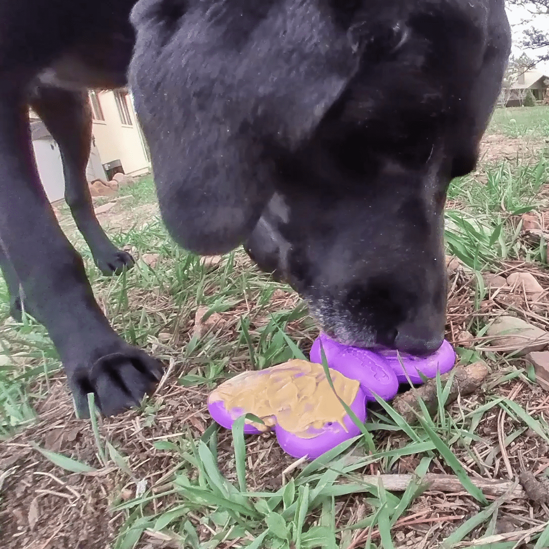 Butterfly Nylon Chew & Enrichment Toy | 2-in-1 for Aggressive Chewers | SodaPup - BIG FRENCHIES