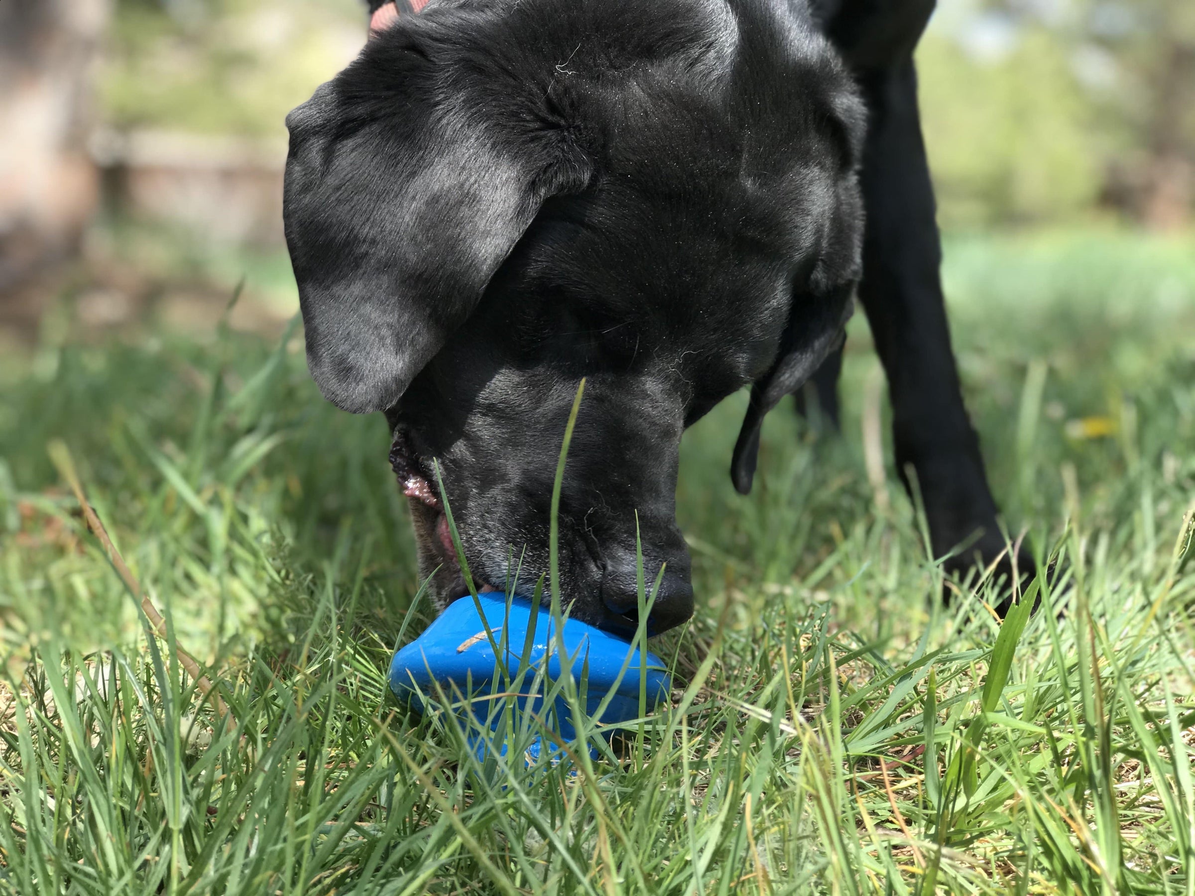Flying Saucer Dog Toy - Durable UFO Chew Toy & Treat Dispenser | USA Made - BIG FRENCHIES