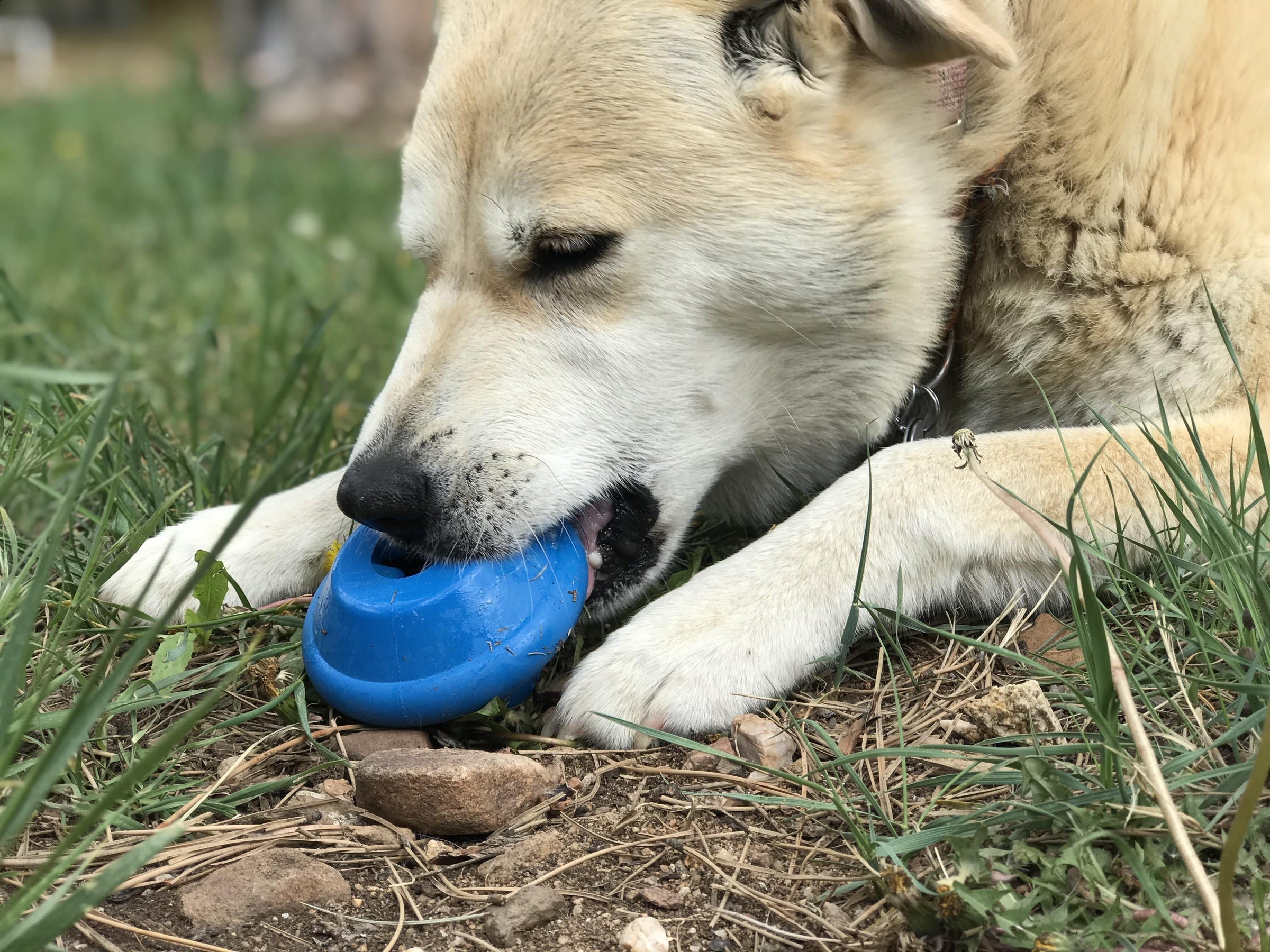 Flying Saucer Dog Toy - Durable UFO Chew Toy & Treat Dispenser | USA Made - BIG FRENCHIES
