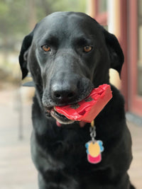 Cherry Pie Nylon Dog Chew Toy for Aggressive Chewers | USA Made | SodaPup - BIG FRENCHIES