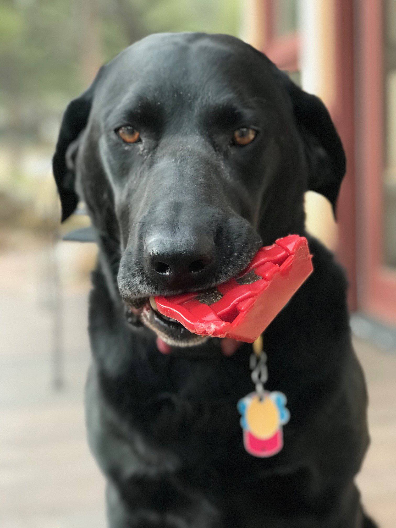 Cherry Pie Nylon Dog Chew Toy for Aggressive Chewers | USA Made | SodaPup - BIG FRENCHIES