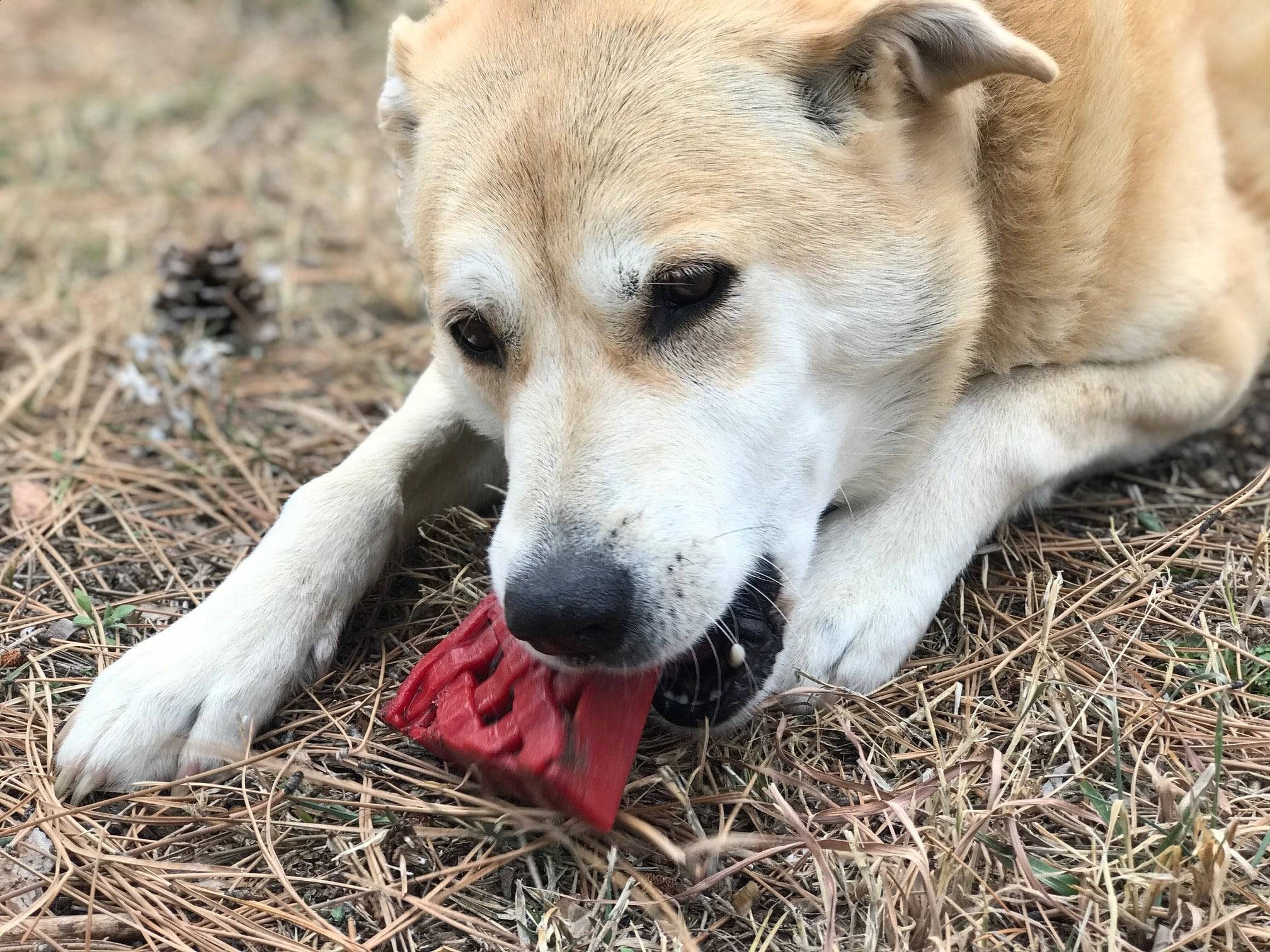 Cherry Pie Nylon Dog Chew Toy for Aggressive Chewers | USA Made | SodaPup - BIG FRENCHIES