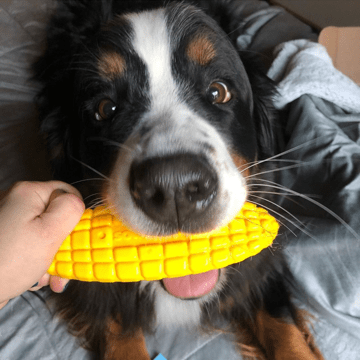 Corn on the Cob Nylon Dog Toy for Aggressive Chewers | USA Made | SodaPup - BIG FRENCHIES