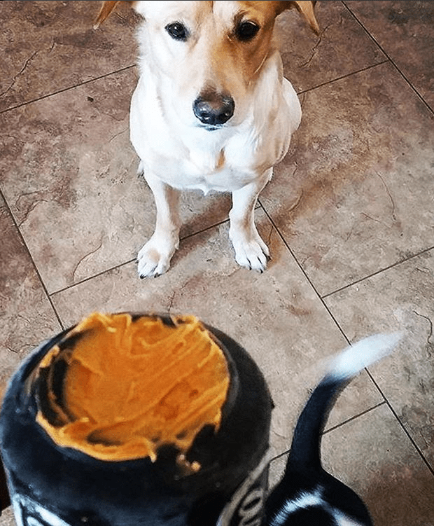Bottle Top Flyer Rubber Frisbee for Dogs | Orange | Vet Approved | USA Made - BIG FRENCHIES