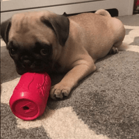 Puppy Can Toy Rubber Chew Toy for Teething Puppies | Treat Dispenser | USA Made - BIG FRENCHIES