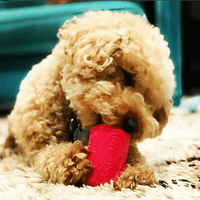 Puppy Can Toy Rubber Chew Toy for Teething Puppies | Treat Dispenser | USA Made - BIG FRENCHIES