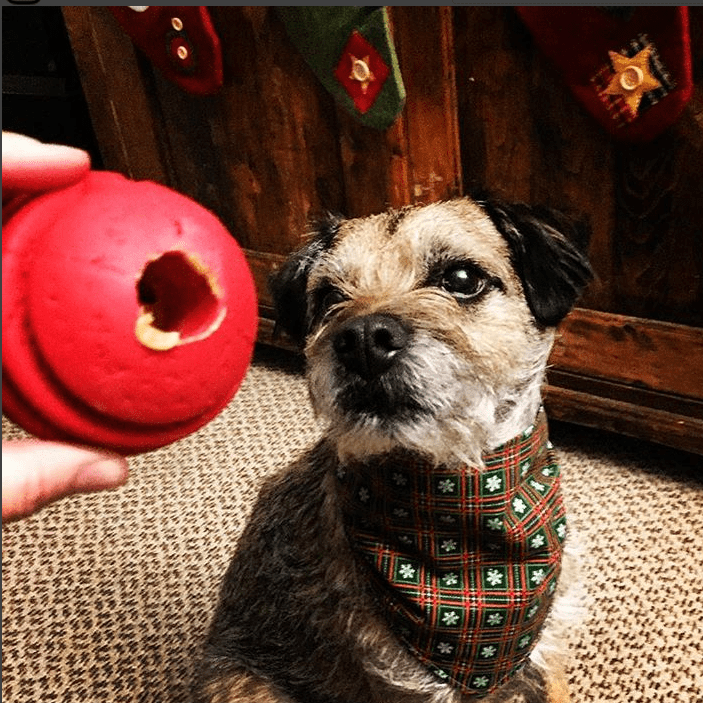USA-K9 Stars and Stripes Rubber Dog Toy | K9 Handler Reward Toy | Red | USA Made - BIG FRENCHIES