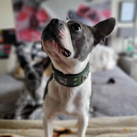 The "Eros" collar 2 inch wide Green